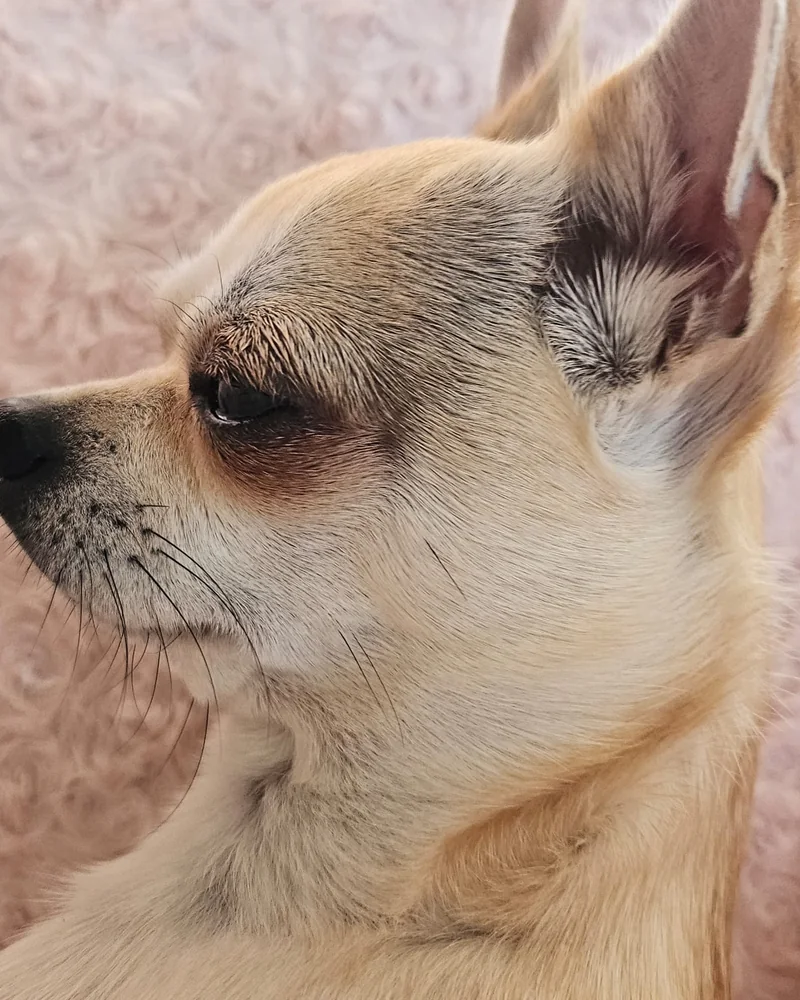 Photo originale d’un chihuahua